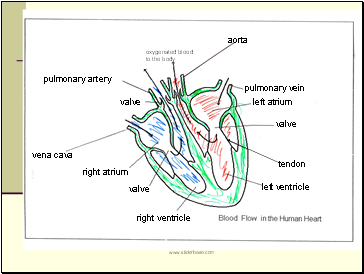 oxygenated blood to the body