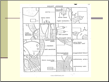 Heart, Blood Vessels & Heart Disease