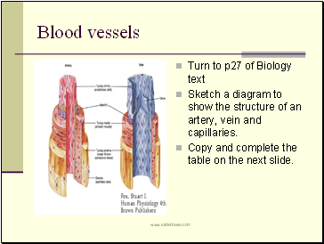 Blood vessels