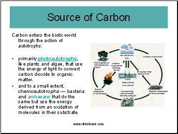Carbon enters the biotic world through the action of autotrophs: