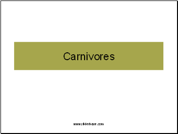 Carnivores