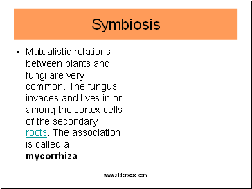 Mutualistic relations between plants and fungi are very common. The fungus invades and lives in or among the cortex cells of the secondary roots. The association is called a mycorrhiza.