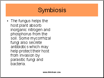 The fungus helps the host plant absorb inorganic nitrogen and phosphorus from the soil. Some mycorrhizal fungi also secrete antibiotics which may help protect their host from invasion by parasitic fungi and bacteria.