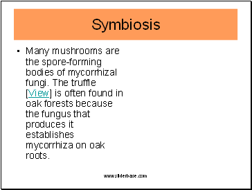Many mushrooms are the spore-forming bodies of mycorrhizal fungi. The truffle [View] is often found in oak forests because the fungus that produces it establishes mycorrhiza on oak roots.