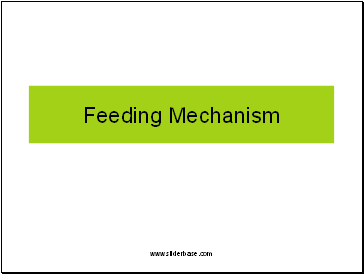Feeding Mechanism