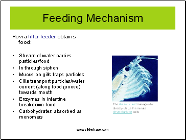 How a filter feeder obtains food: