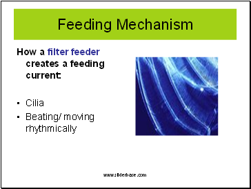 How a filter feeder creates a feeding current: