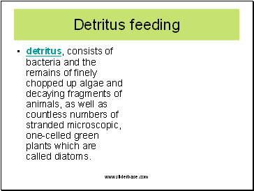 Detritus feeding