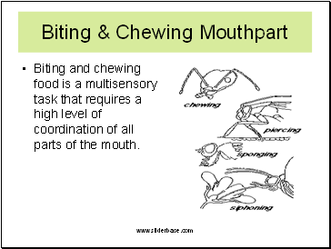 Biting & Chewing Mouthpart