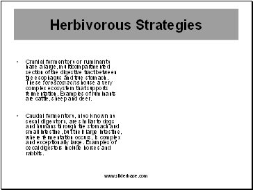 Herbivorous Strategies