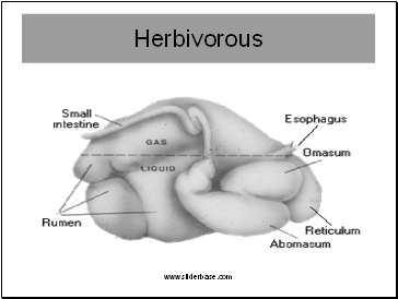 Herbivorous