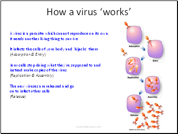How a virus ‘works’