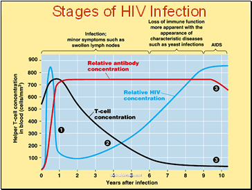 Stages of HIV Infection