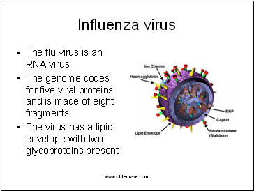 Influenza virus