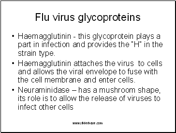 Flu virus glycoproteins