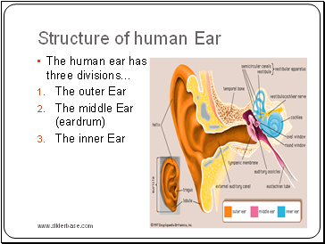 Structure of human Ear