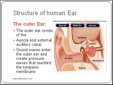 Structure of human Ear