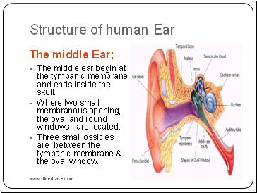 Structure of human Ear