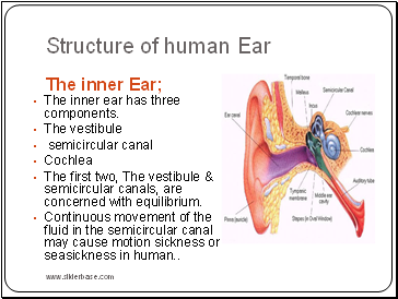Structure of human Ear