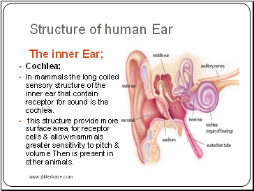 Structure of human Ear