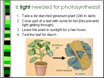 Is light needed for photosynthesis?