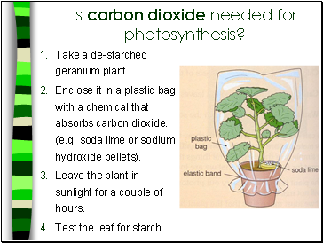 Is carbon dioxide needed for photosynthesis?