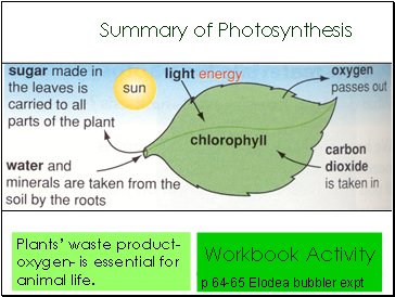 Summary of Photosynthesis