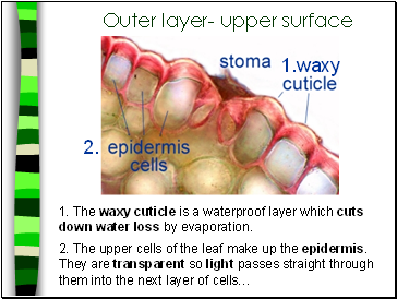 Outer layer- upper surface
