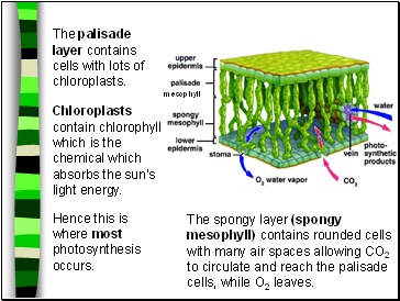 The palisade layer contains cells with lots of chloroplasts.