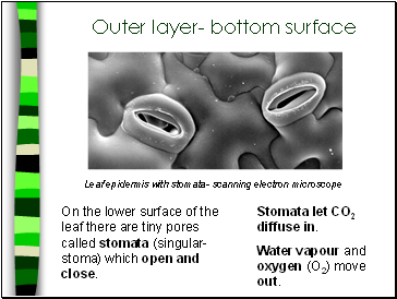 Outer layer- bottom surface