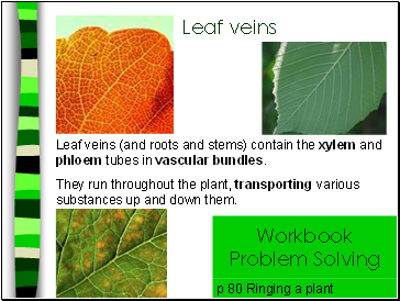 Leaf veins