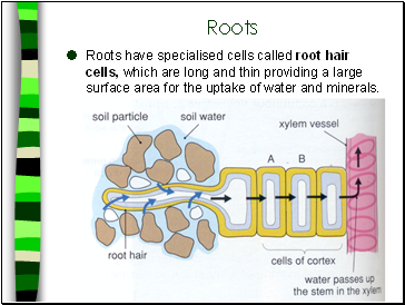 Roots