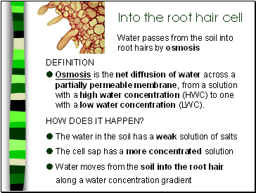 Into the root hair cell