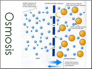Osmosis