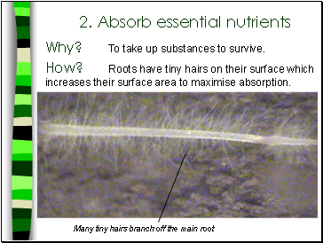 2. Absorb essential nutrients