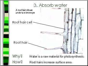3. Absorb water