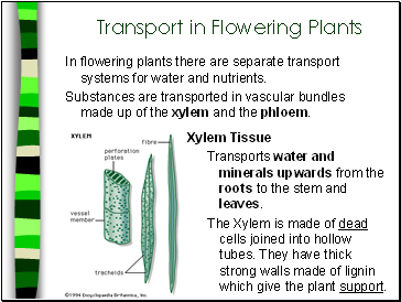 Transport in Flowering Plants