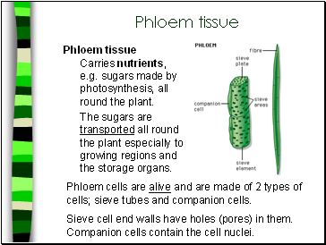 Phloem tissue