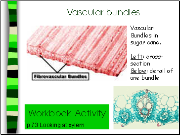 Vascular bundles