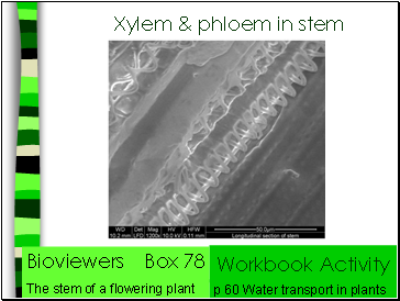 Xylem & phloem in stem