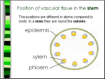 Position of vascular tissue in the stem
