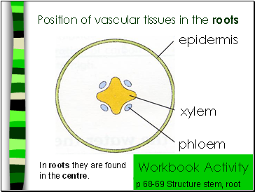 Position of vascular tissues in the roots