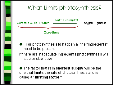 What Limits photosynthesis?