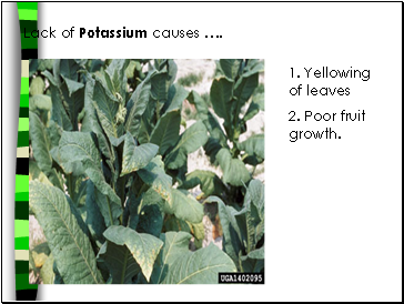 Lack of Potassium causes .