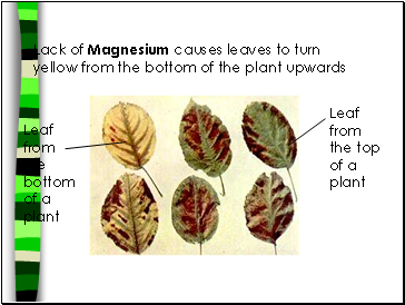 Lack of Magnesium causes leaves to turn yellow from the bottom of the plant upwards