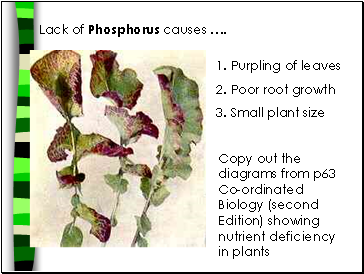 Lack of Phosphorus causes .