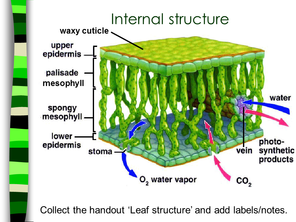 Internal structure. Internal structure of the Leaf. Plant Leaf structure. Mesophyll. Leaf mesophyll.