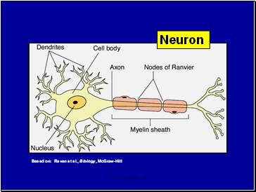 Neuron