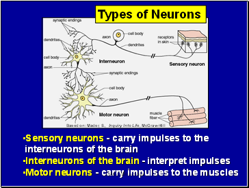 Sensory neurons - carry impulses to the