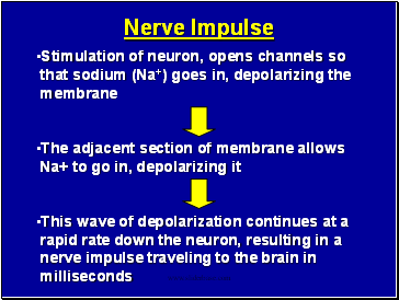 Nerve Impulse